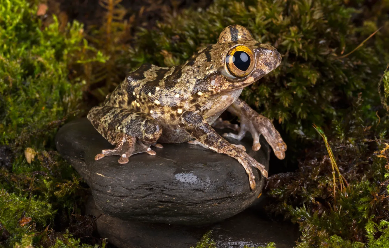 Photo wallpaper macro, nature, pose, stones, thickets, model, back, moss