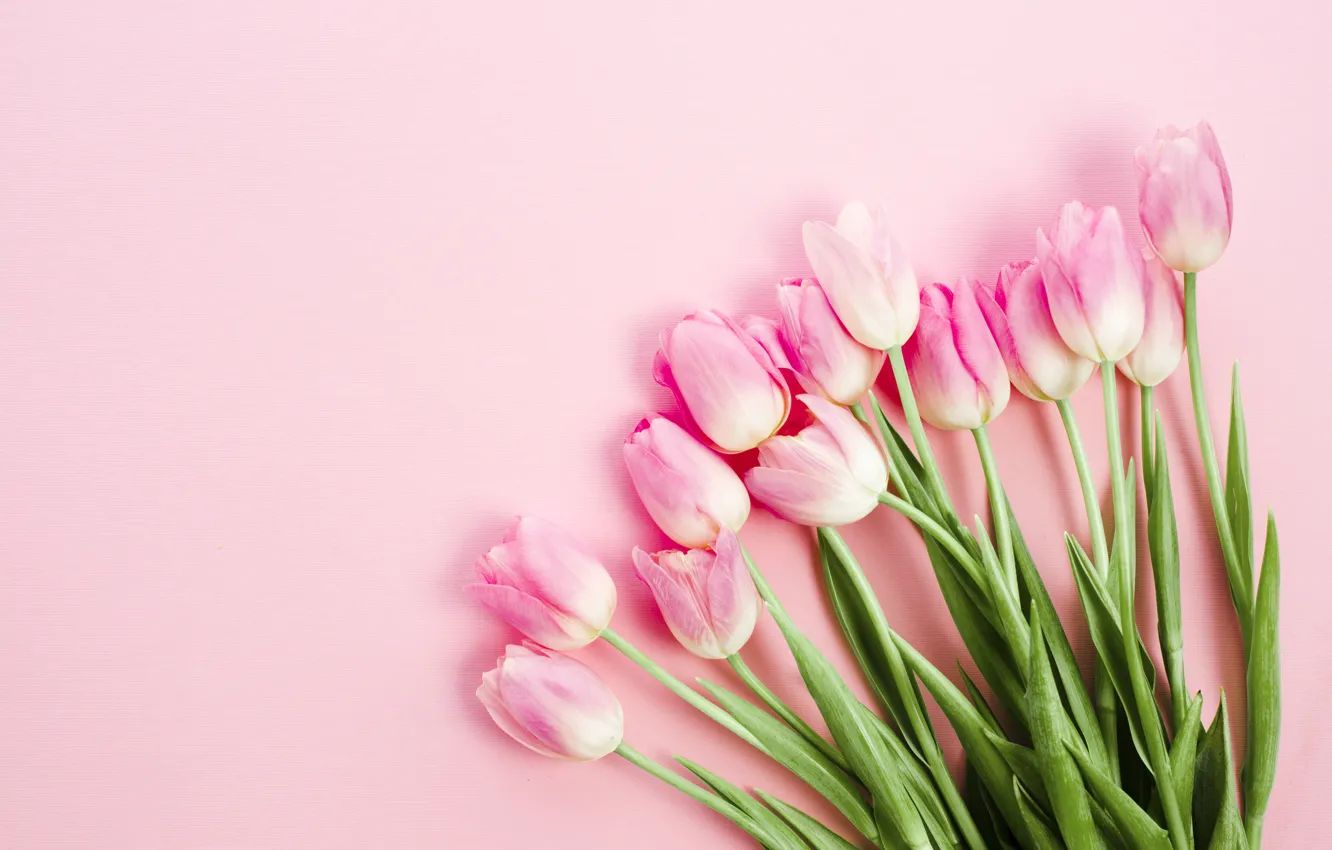 Photo wallpaper background, pink, pink, tulip