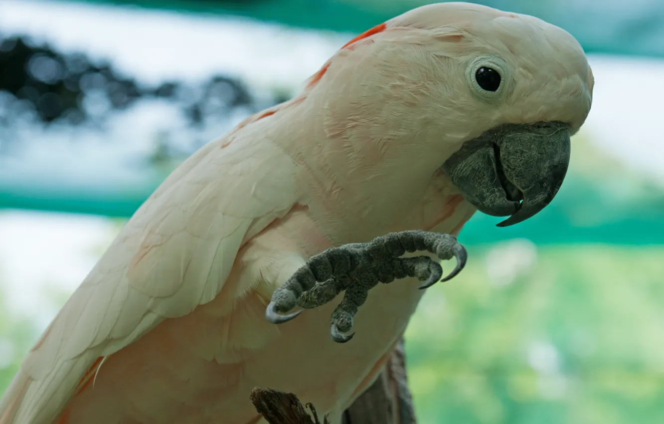 Photo wallpaper bird, paw, parrot, cockatoo