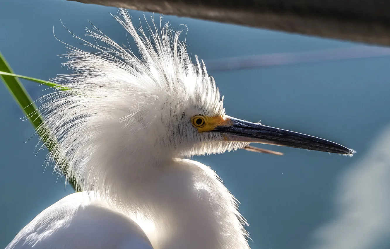 Photo wallpaper bird, beak, Heron, crest