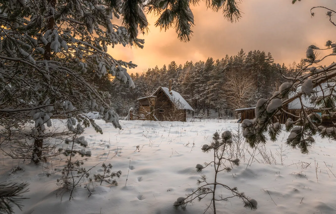 Photo wallpaper winter, forest, branches, hut, Ruslan Avdevich