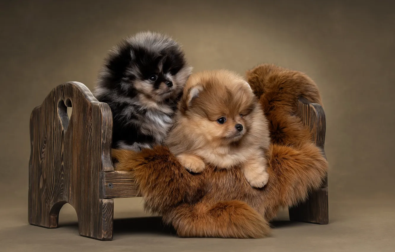Photo wallpaper dogs, background, puppies, a couple, cot, Pomeranian, Svetlana Pisareva