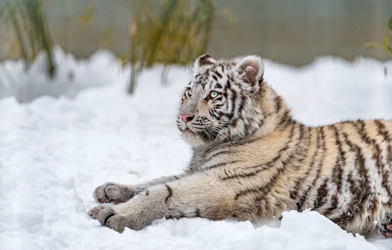 Photo wallpaper winter, white, look, snow, nature, tiger, pose, stems