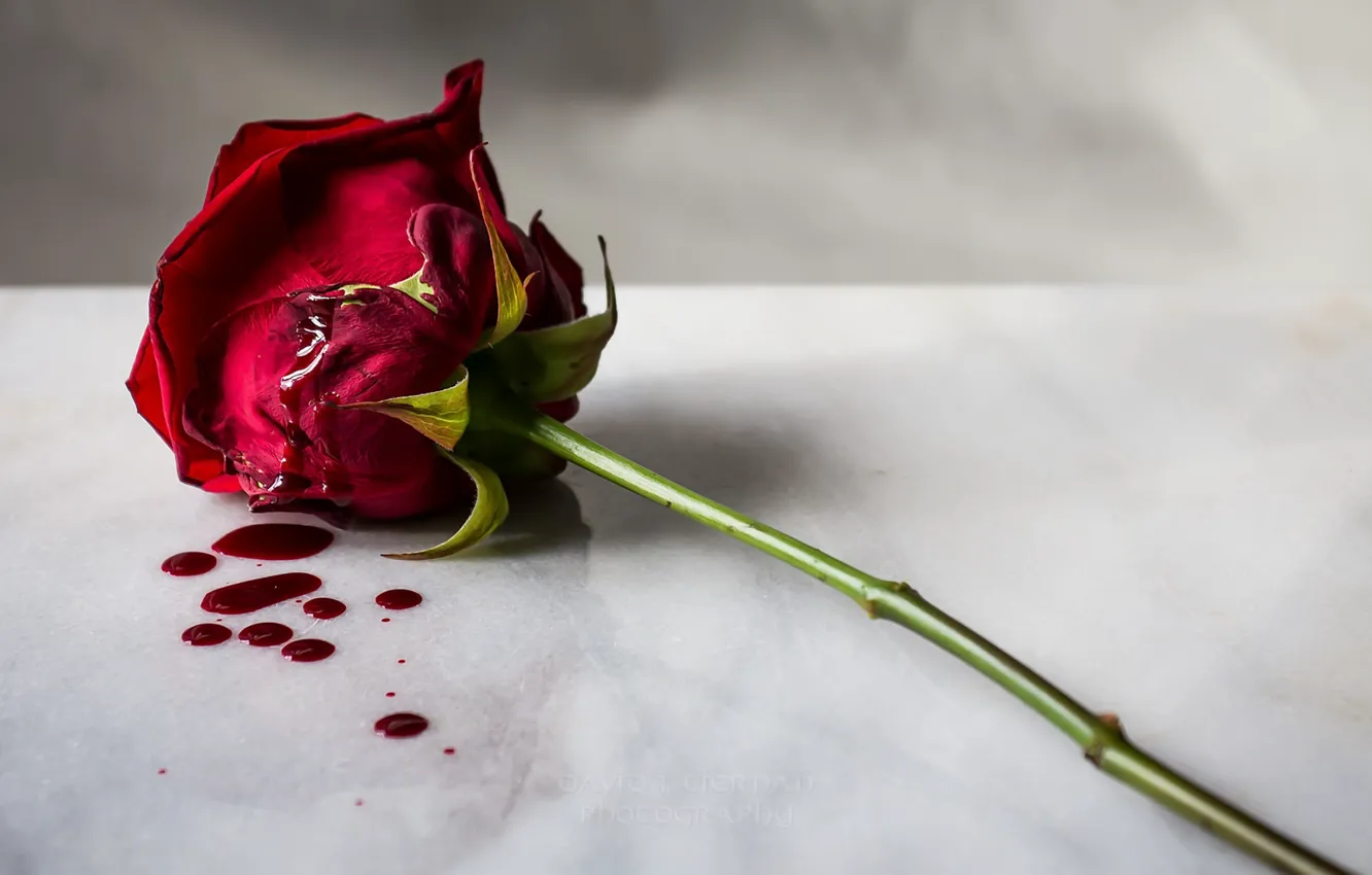 Photo wallpaper flowers, blood, roses
