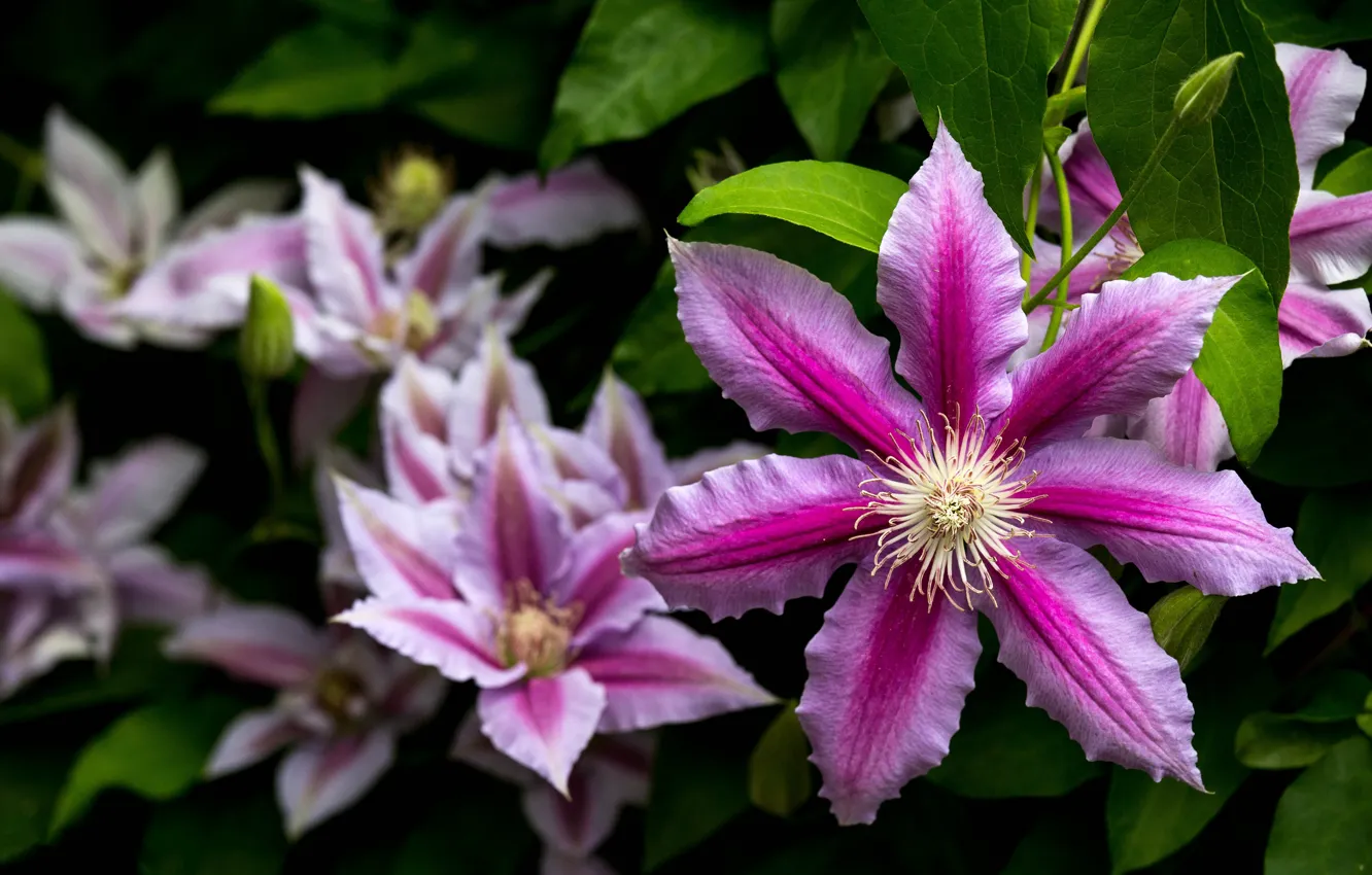 Photo wallpaper leaves, flowers, garden, lilac, bokeh, clematis