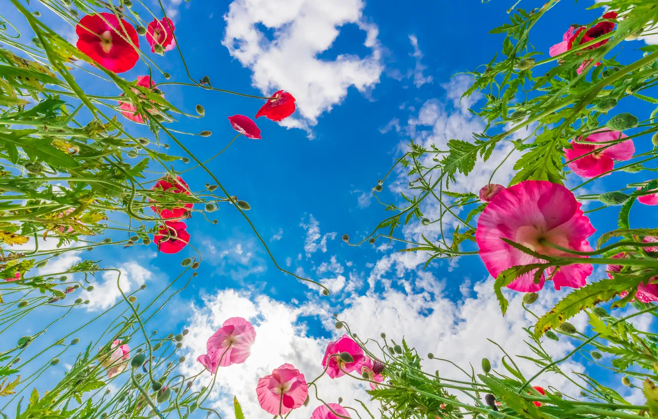 Photo wallpaper summer, the sky, clouds, flowers, red, blue, Maki, spring