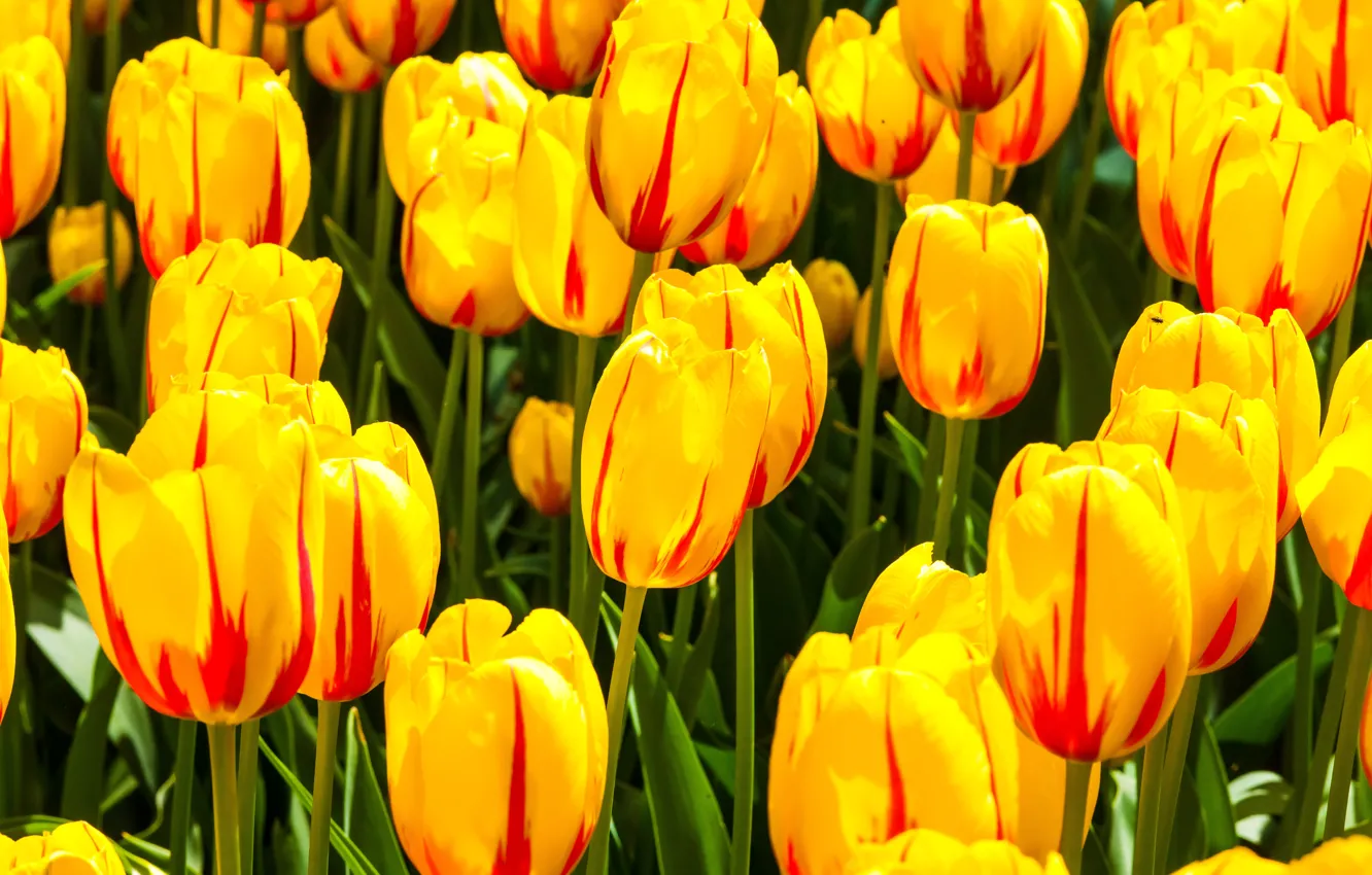 Photo wallpaper flowers, yellow, spring, tulips, striped, red, two-tone