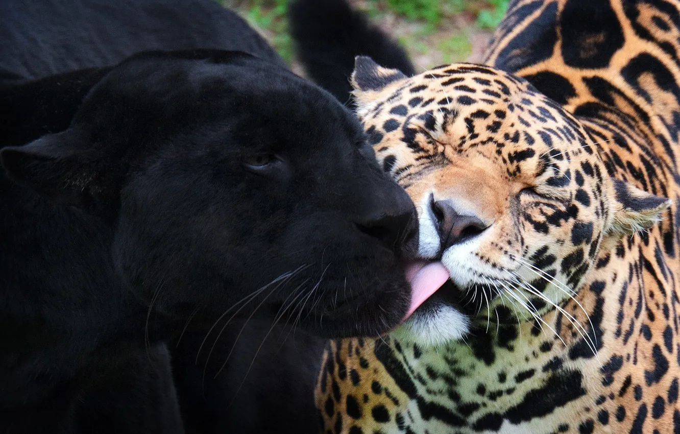 Photo wallpaper Panther, wild cats, black Jaguar, jaguars