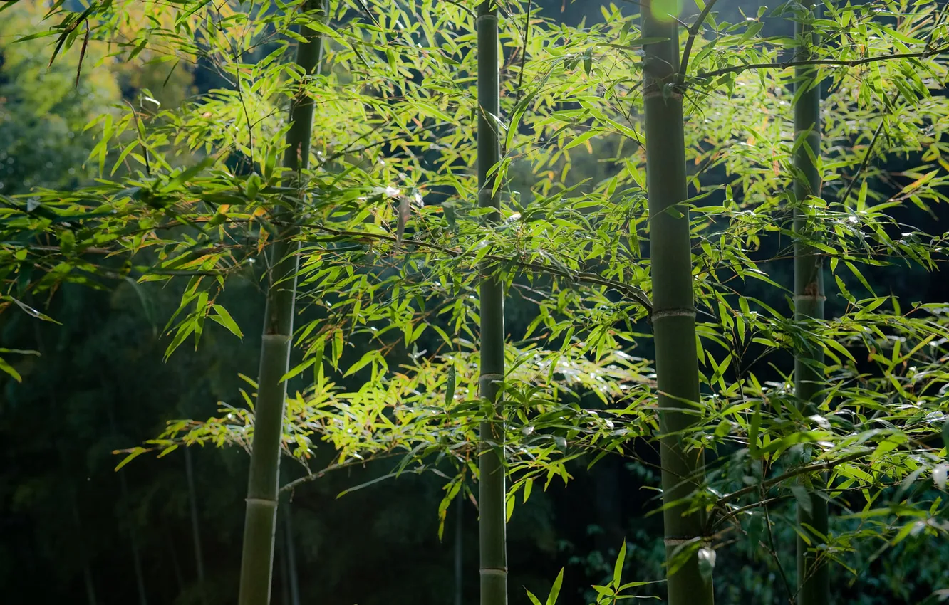 Photo wallpaper greens, forest, bamboo