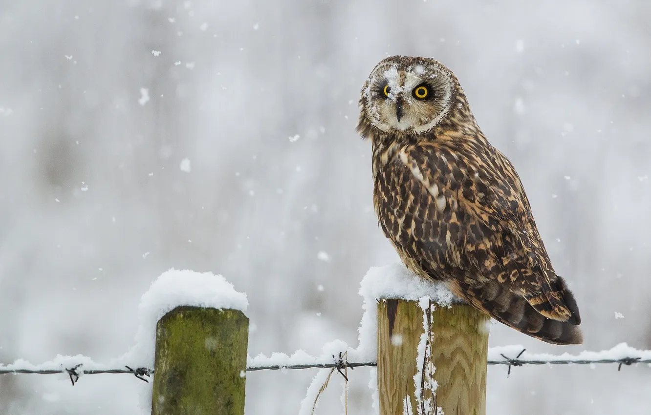 Photo wallpaper winter, snow, bird, Short-eared owl
