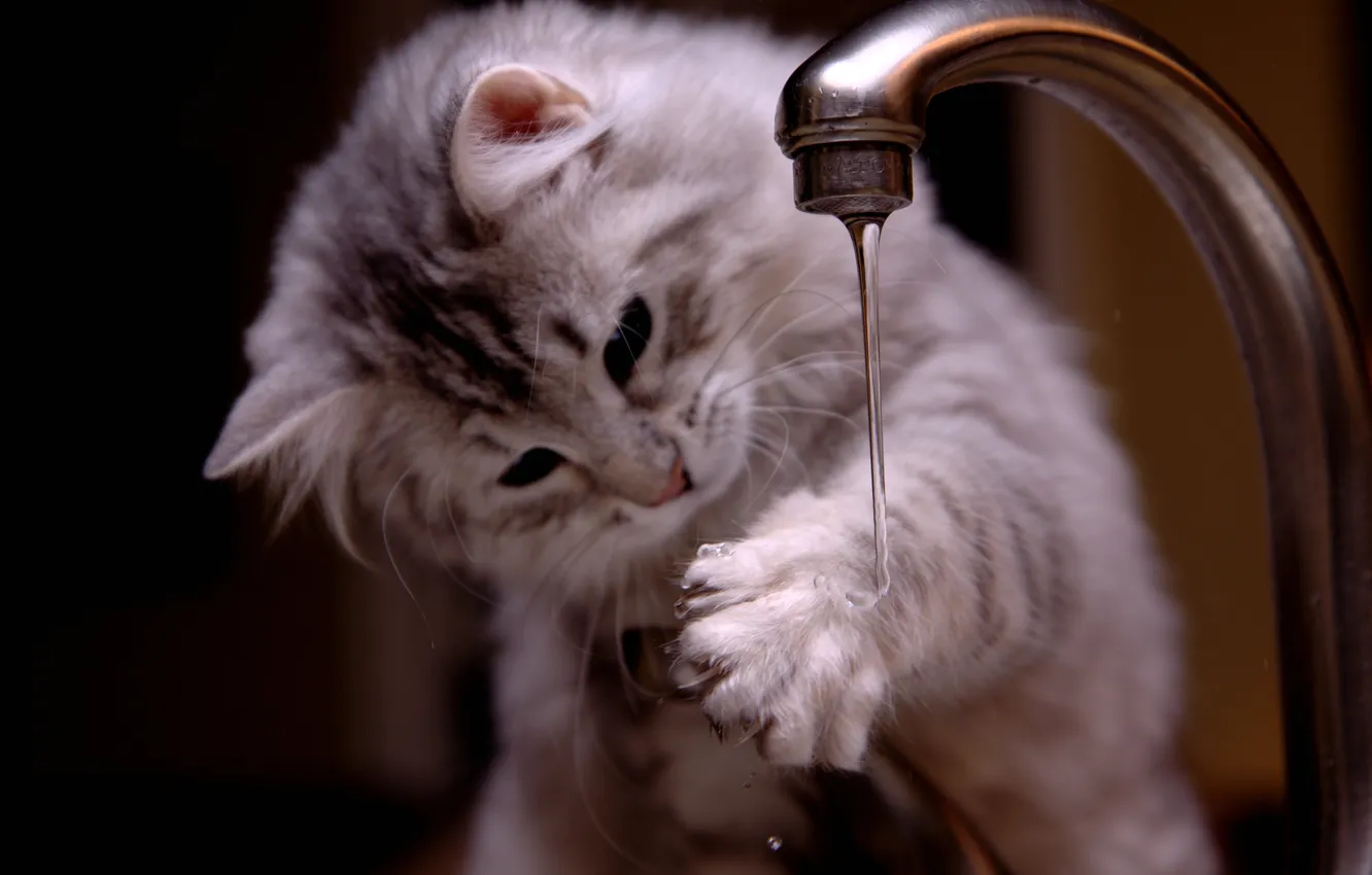 Photo wallpaper cat, water, crane, paws, plays, jet, Kote