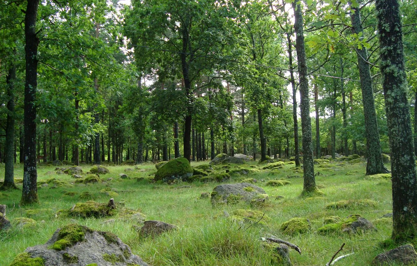 Photo wallpaper forest, grass, trees, stones