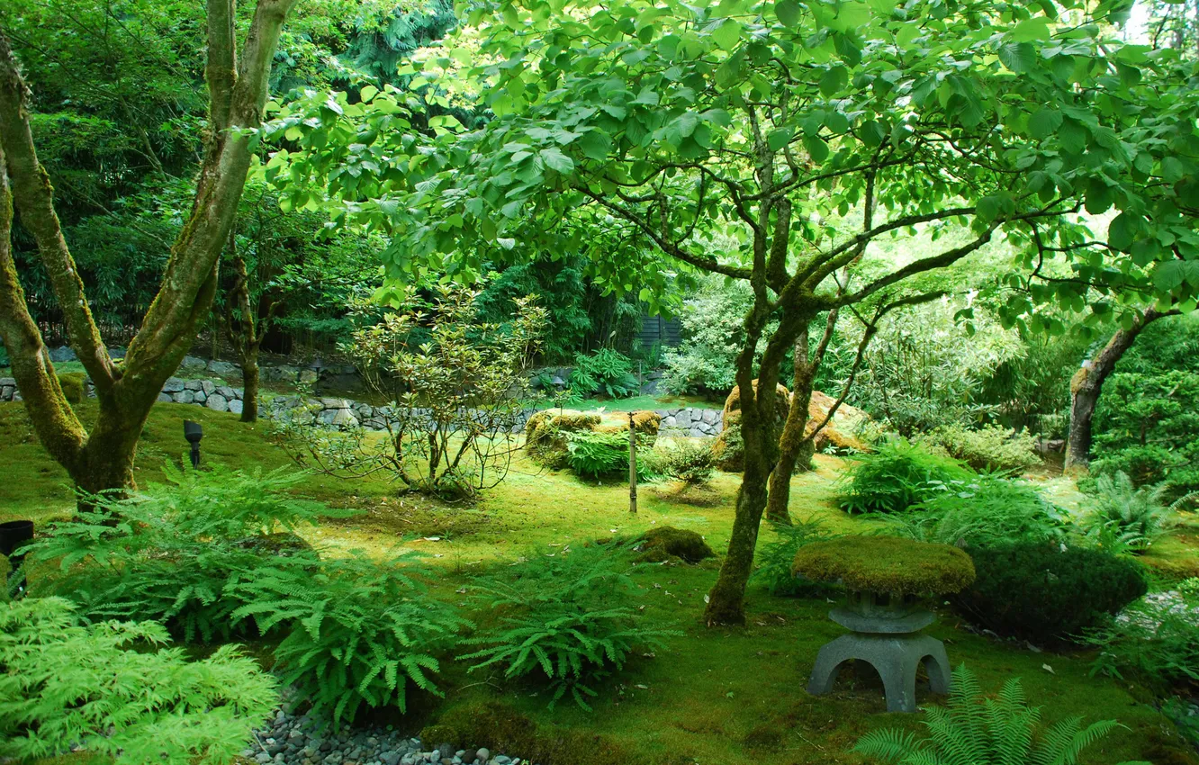 Photo wallpaper forest, grass, trees, nature, stones, Park.