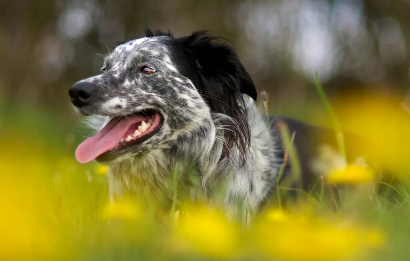 Photo wallpaper field, summer, dog