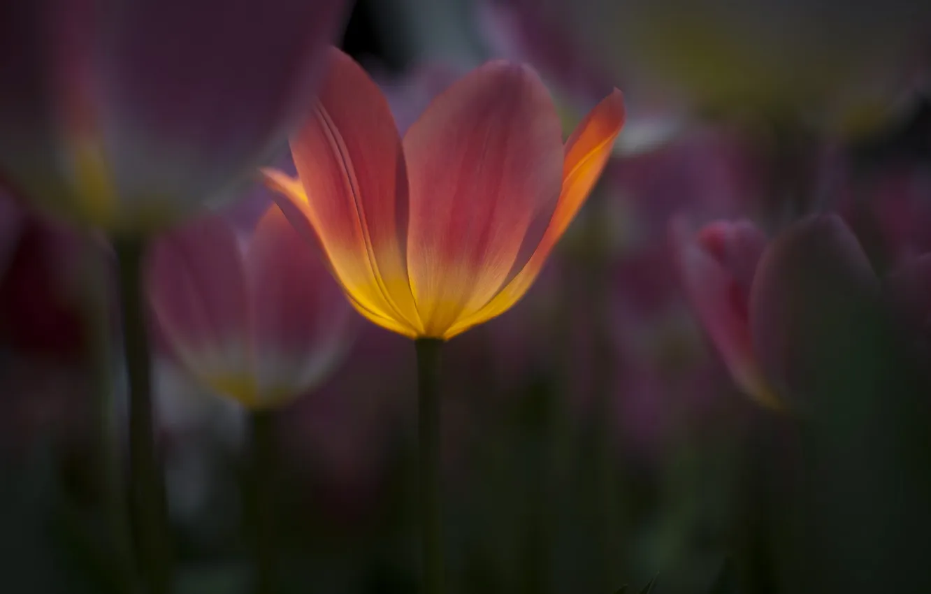 Photo wallpaper nature, background, tulips