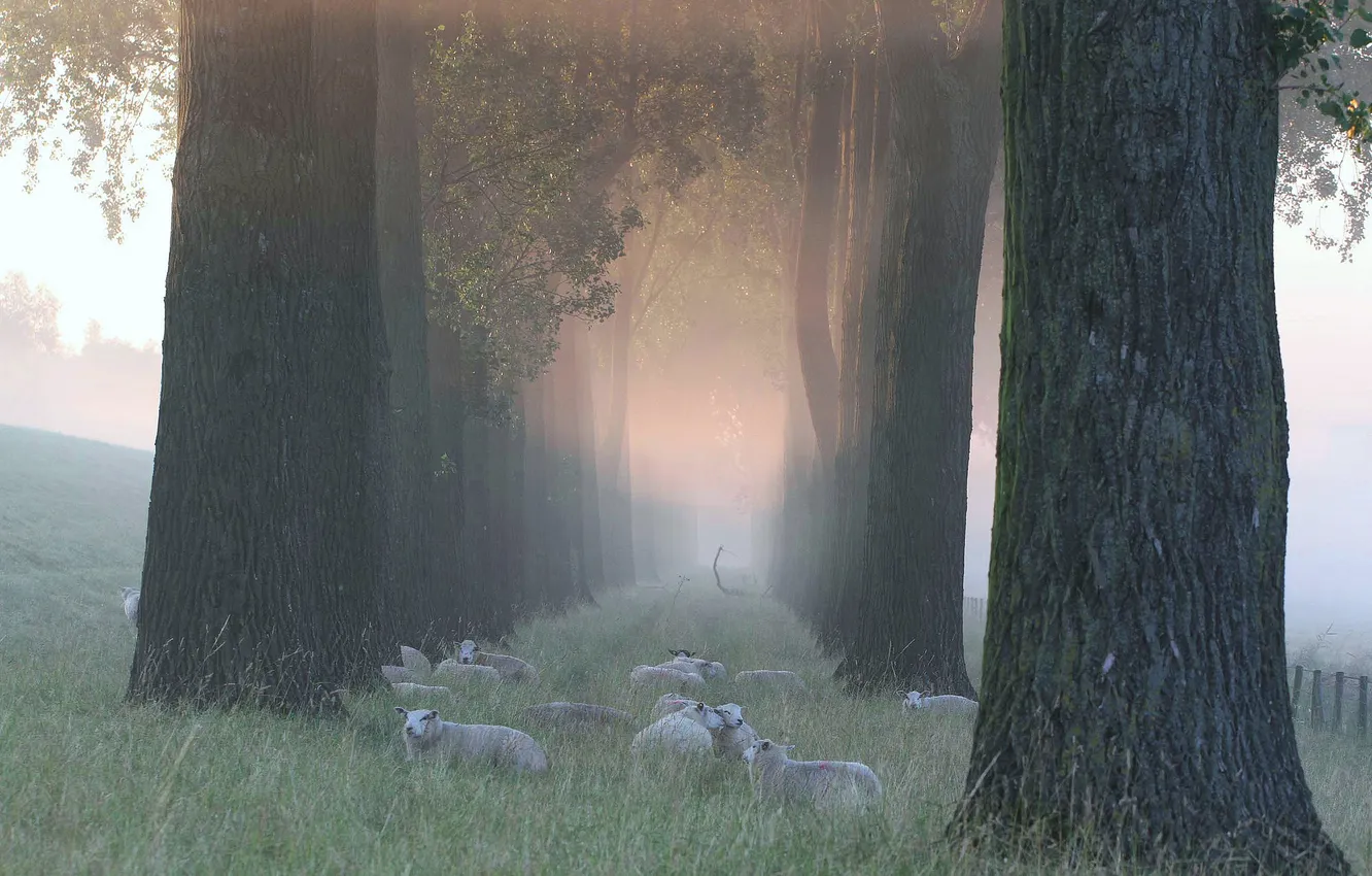 Photo wallpaper grass, trees, fog, sheep, morning