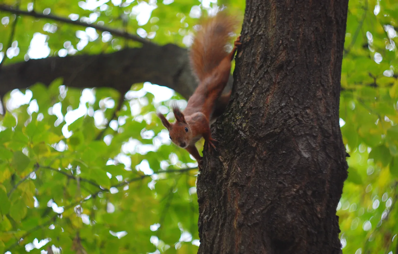 Photo wallpaper greens, autumn, foliage, protein, red, bokeh, squirrel