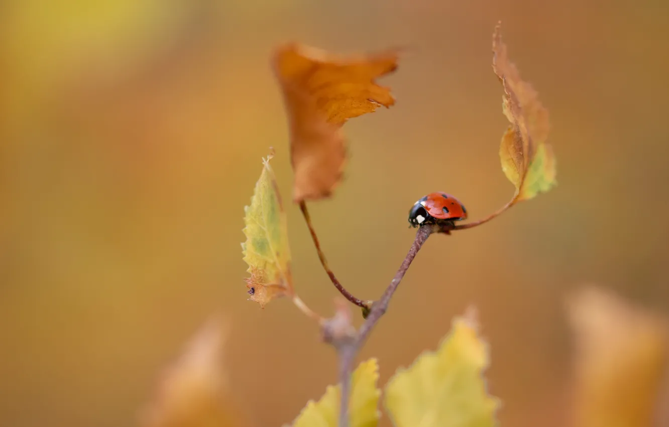 Photo wallpaper autumn, nature, ladybug