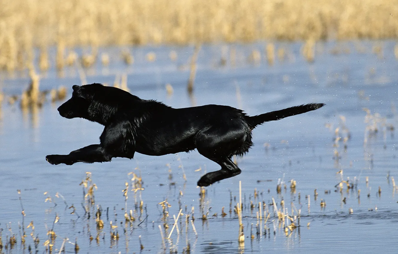 Photo wallpaper drops, flight, squirt, lake, black, color, paws, wool