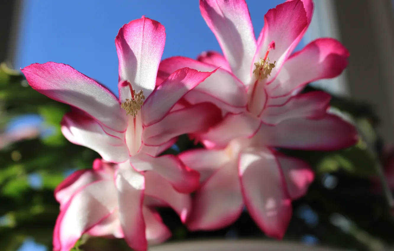 Photo wallpaper flower, pink, Decembrist