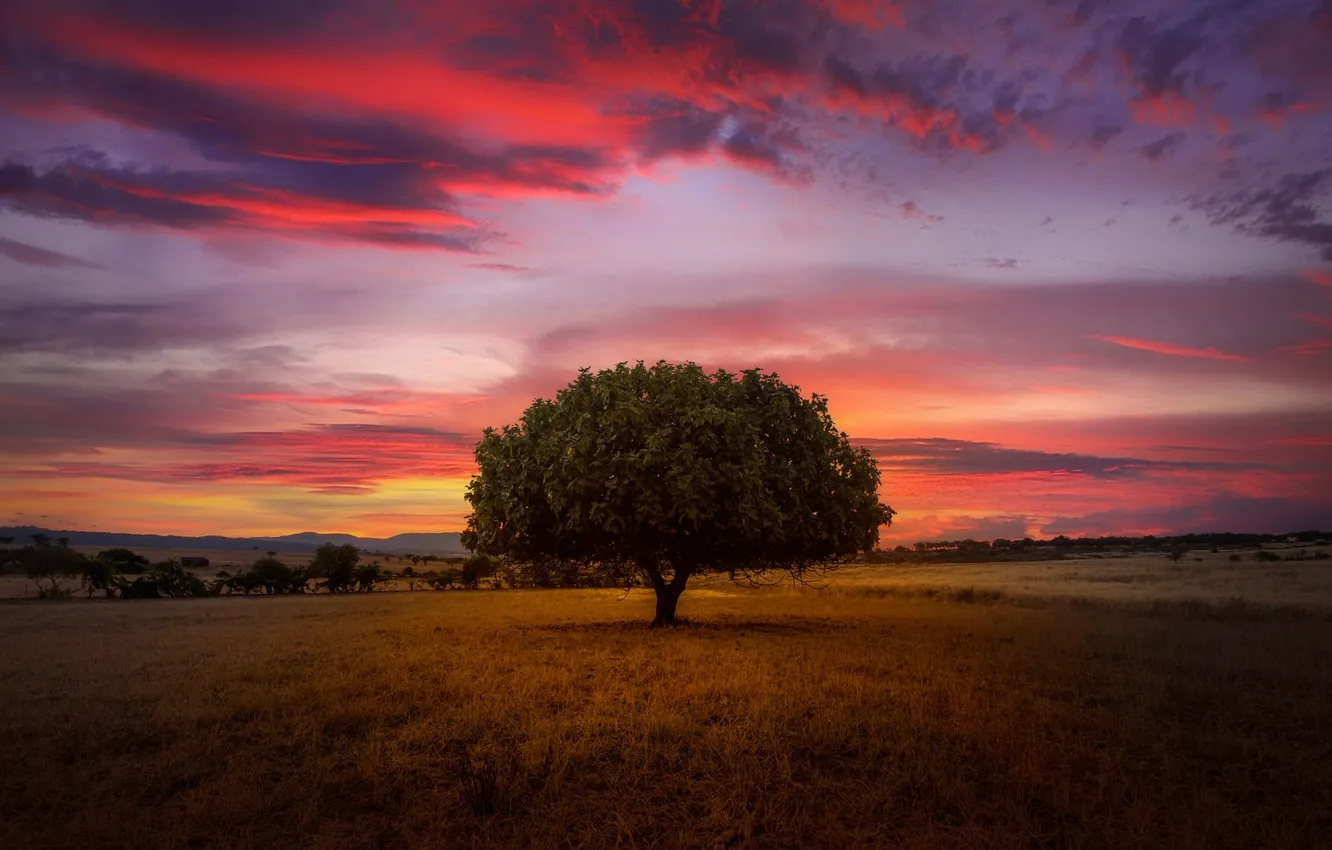 Photo wallpaper field, the sky, clouds, trees, sunset