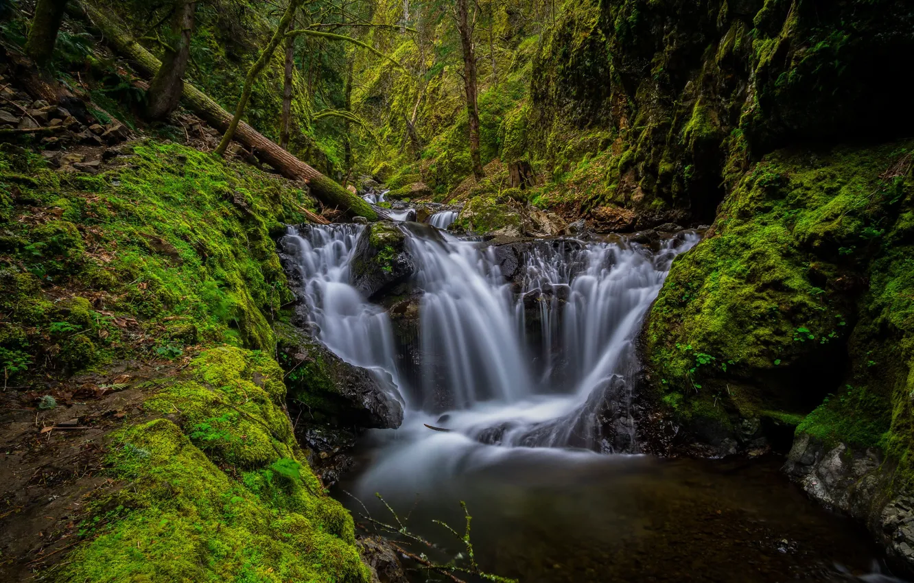 Photo wallpaper forest, rocks, waterfall, moss, Oregon, river, cascade, Oregon