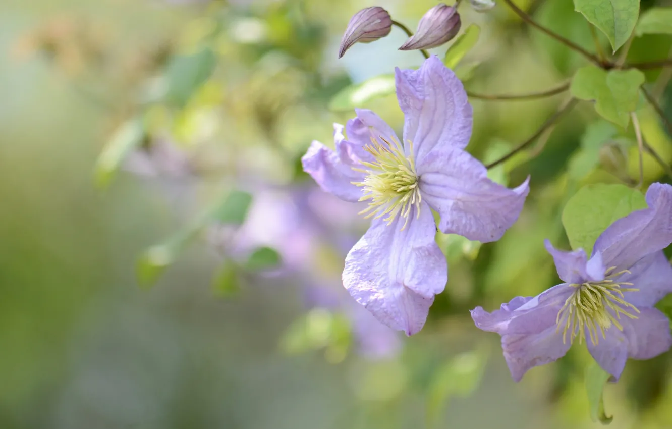 Photo wallpaper flowers, background, lilac, clematis