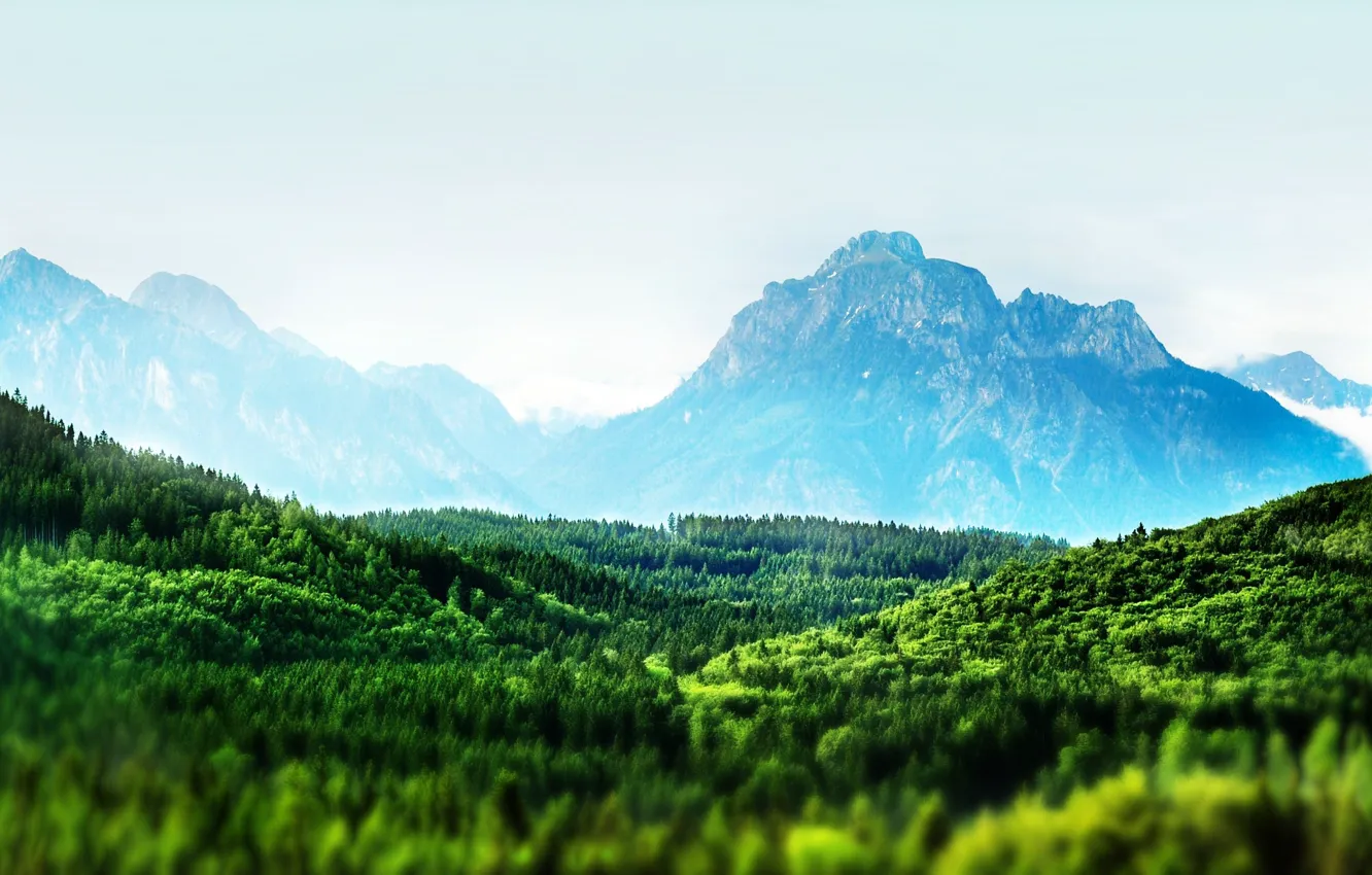 Photo wallpaper forest, trees, mountains