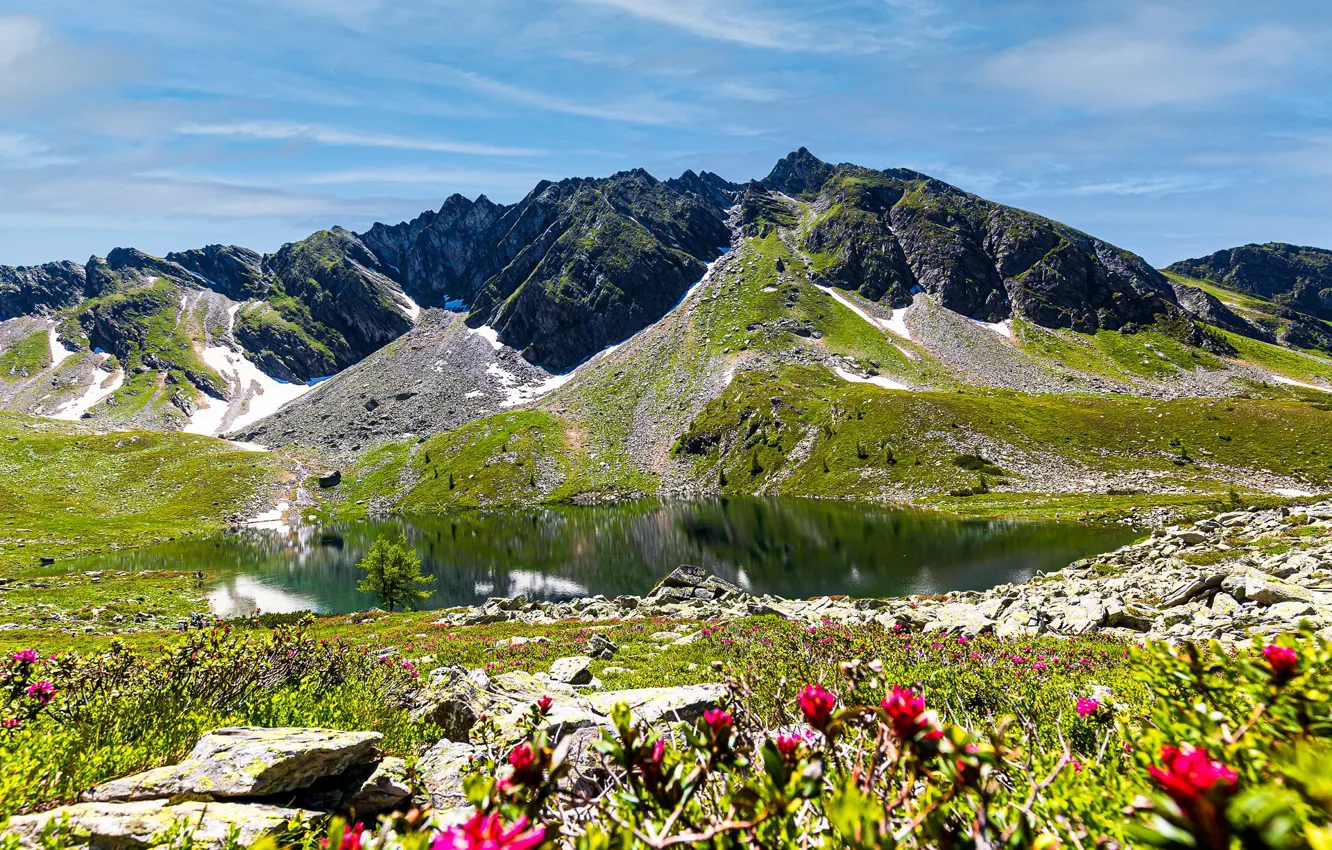 Photo wallpaper flowers, mountains, meadow