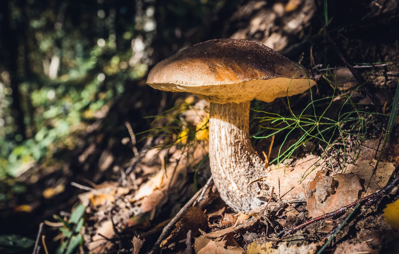 Photo wallpaper autumn, forest, light, nature, mushrooms, obabkov