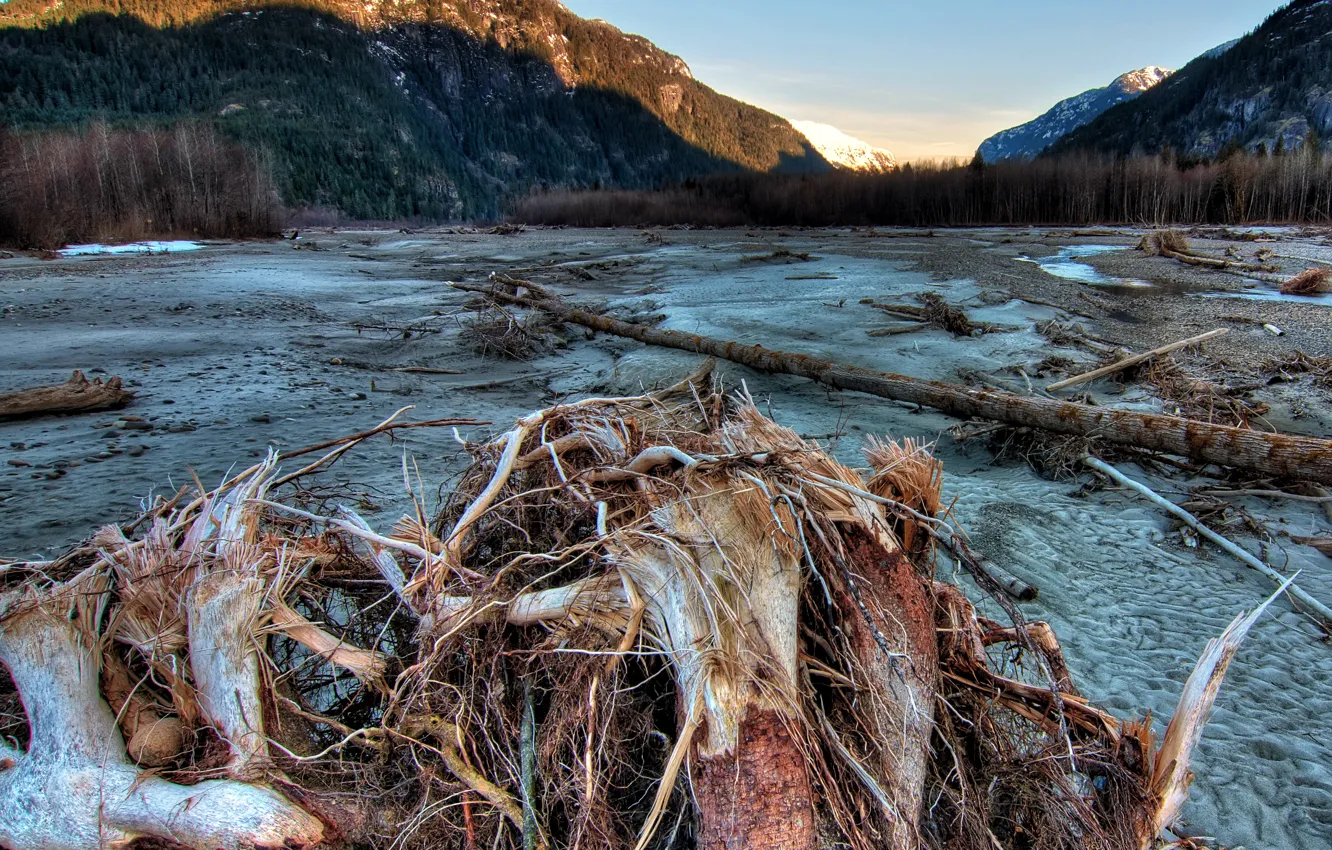 Photo wallpaper sand, forest, trees, mountains, Canada, driftwood, Squamish