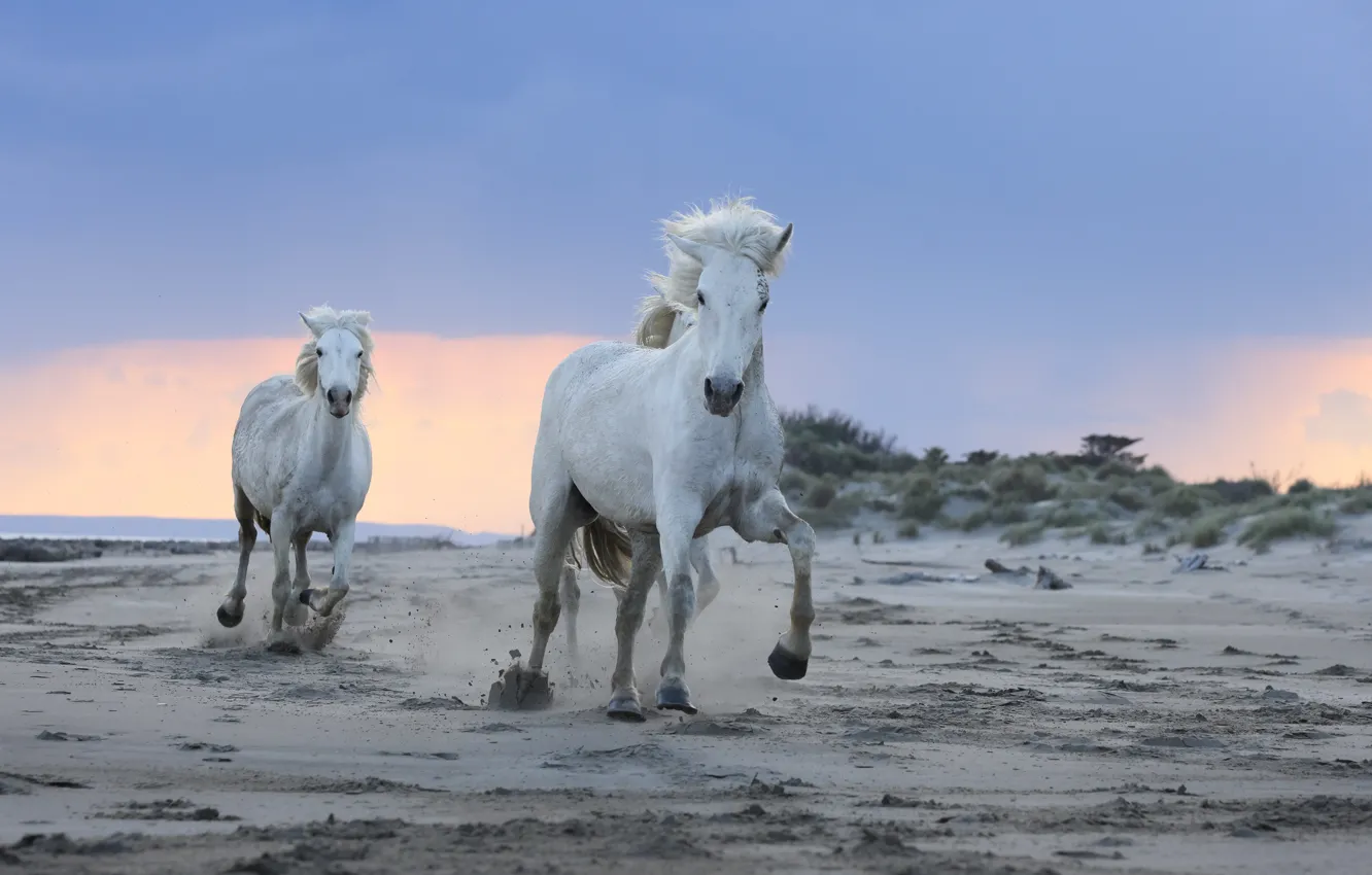 Photo wallpaper horse, shore, white, sand, running, horse, horse