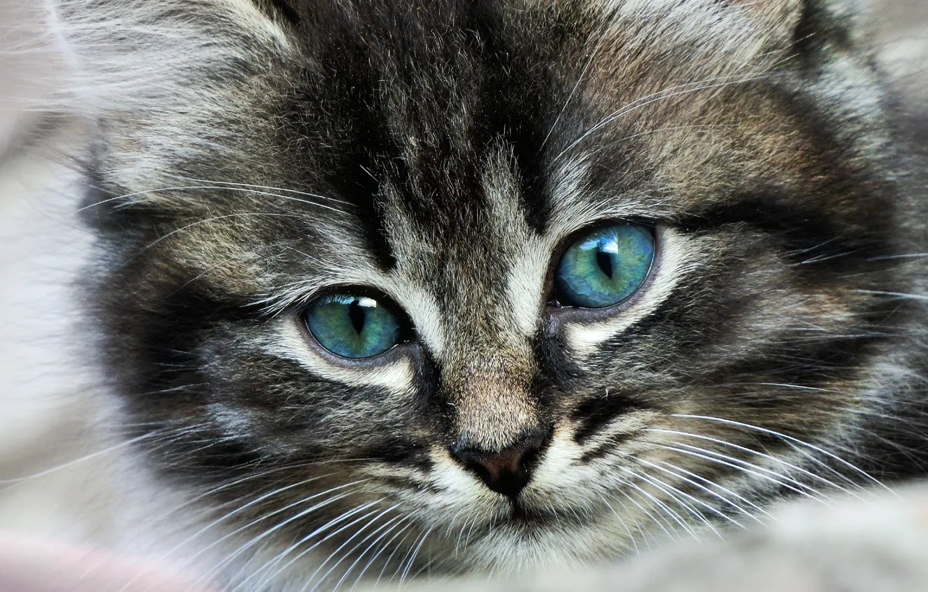 Photo wallpaper eyes, cat, mustache