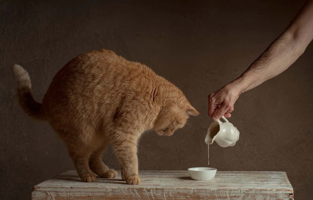 Photo wallpaper cat, cat, pose, hand, milk, red, pitcher, the owner