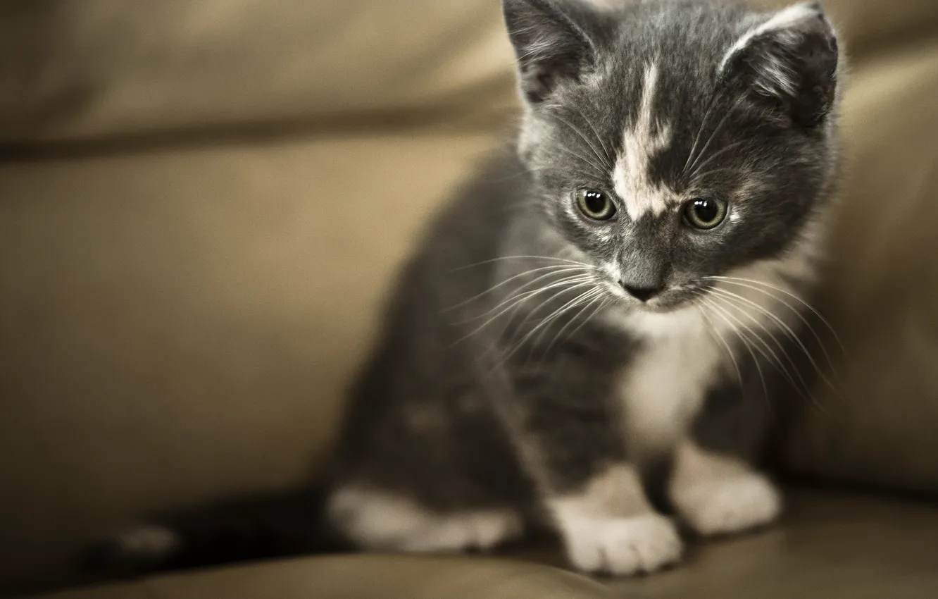 Photo wallpaper look, baby, kitty, grey white