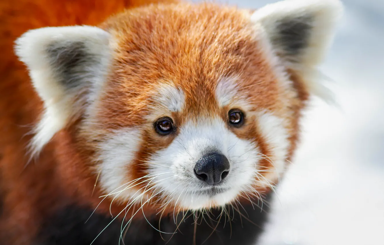 Photo wallpaper winter, look, face, snow, close-up, nature, pose, portrait