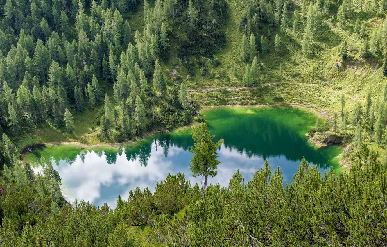 Photo wallpaper forest, lake, reflection, shore, ate, pine, the