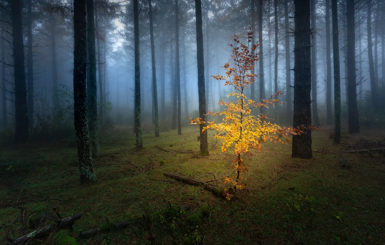 Photo wallpaper autumn, forest, leaves, trees, branches, fog, trunks, glade