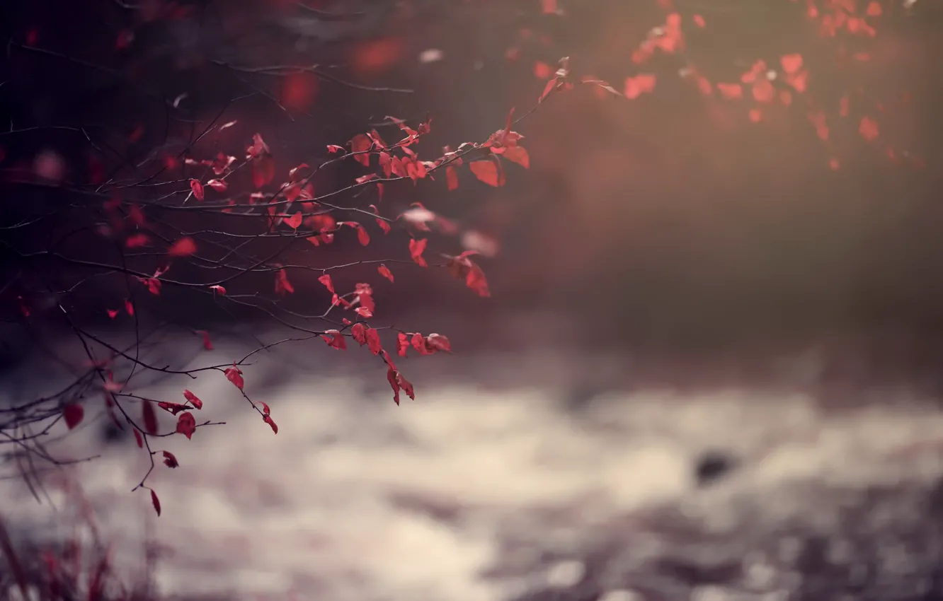 Photo wallpaper nature, autumn, leaves