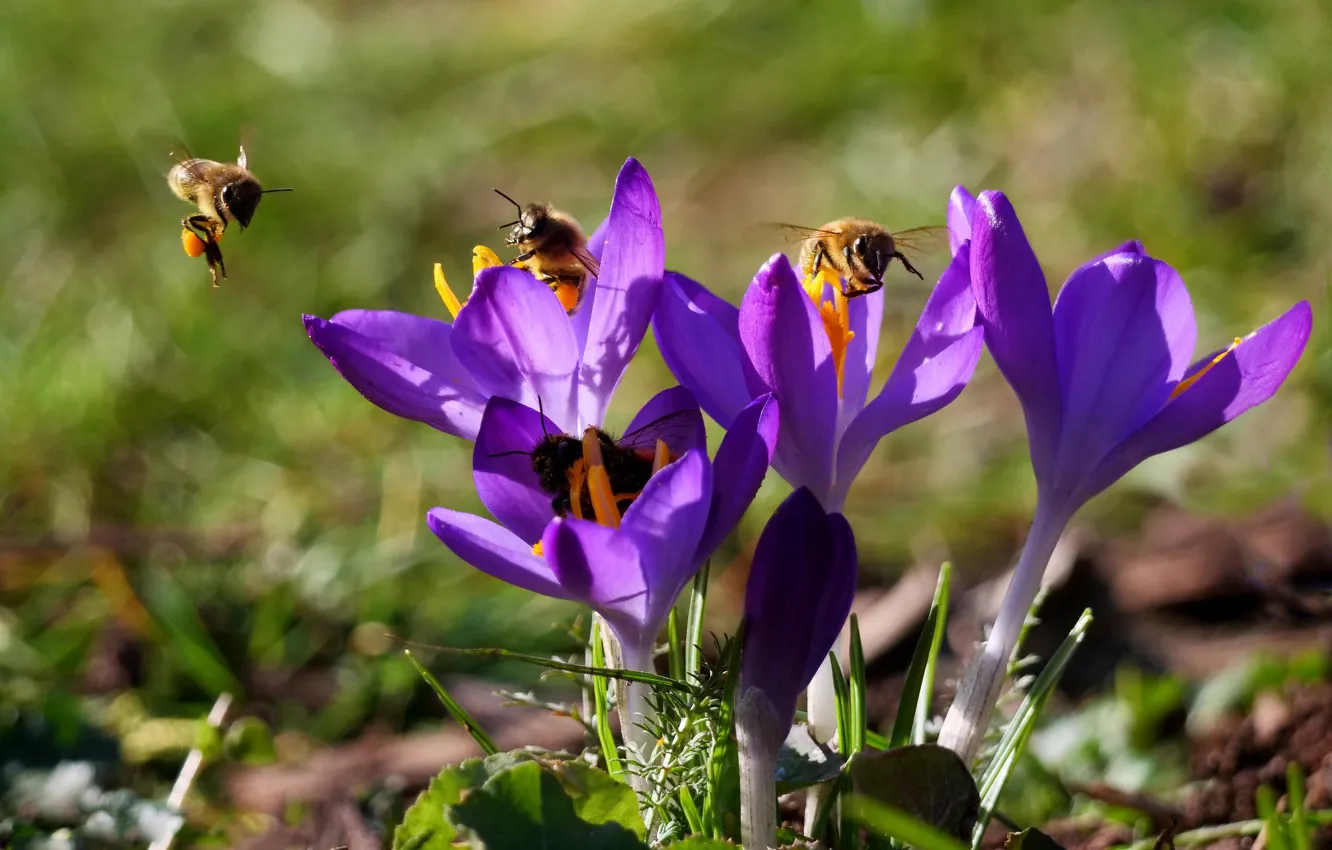 Photo wallpaper macro, bee, crocuses