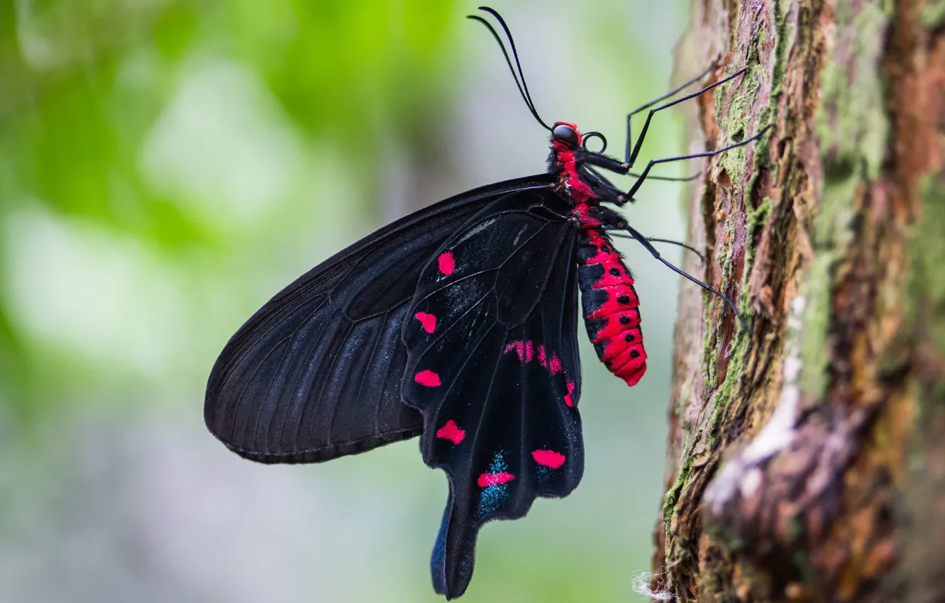 Photo wallpaper macro, trees, nature, green, background, pattern, butterfly, black