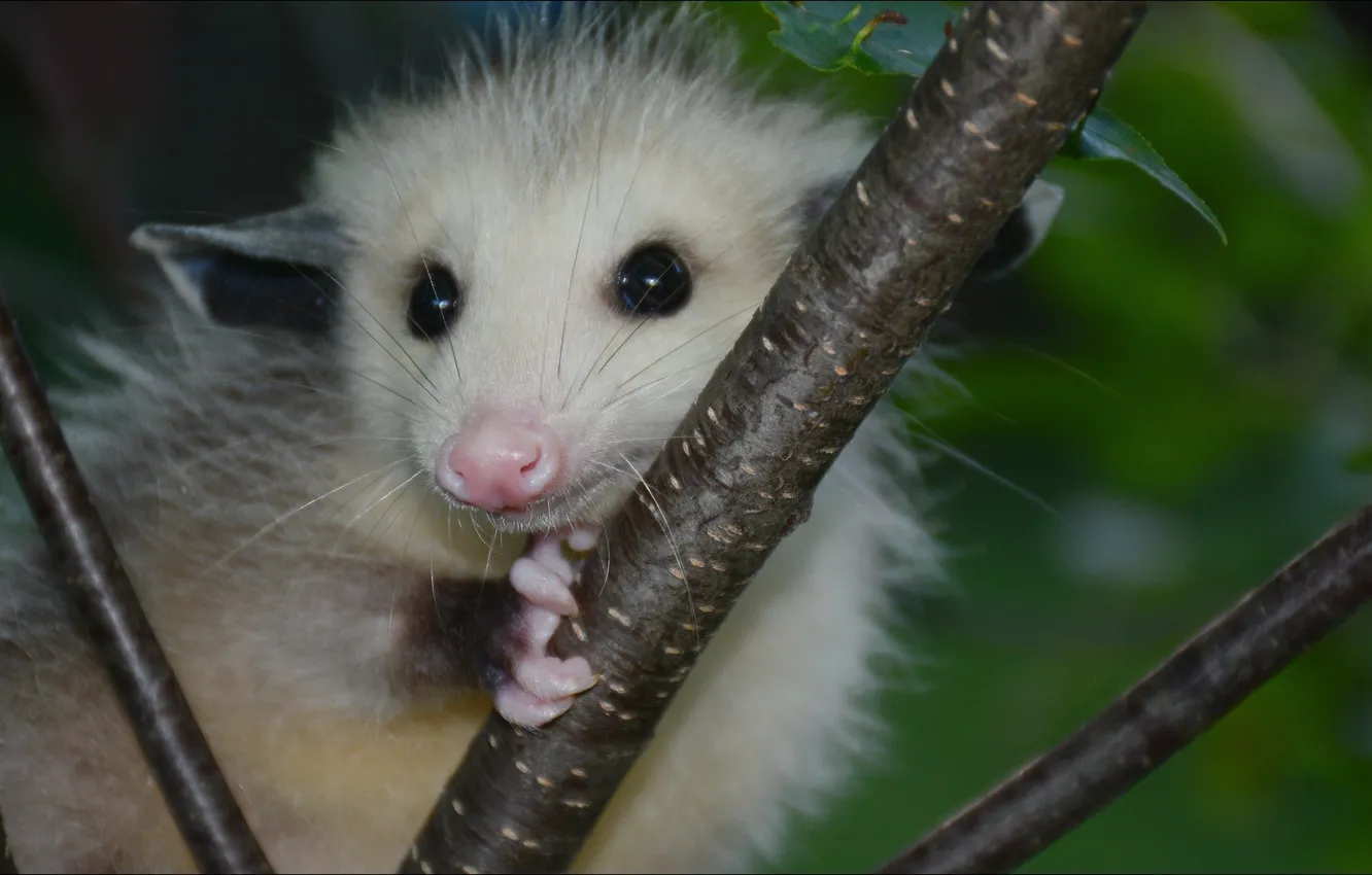 Photo wallpaper nature, look, Beast