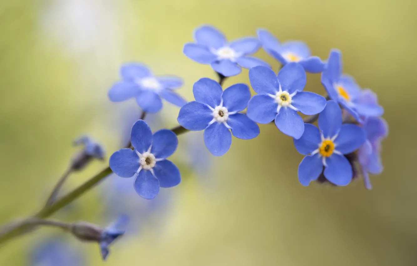 Photo wallpaper macro, bokeh, forget-me-nots