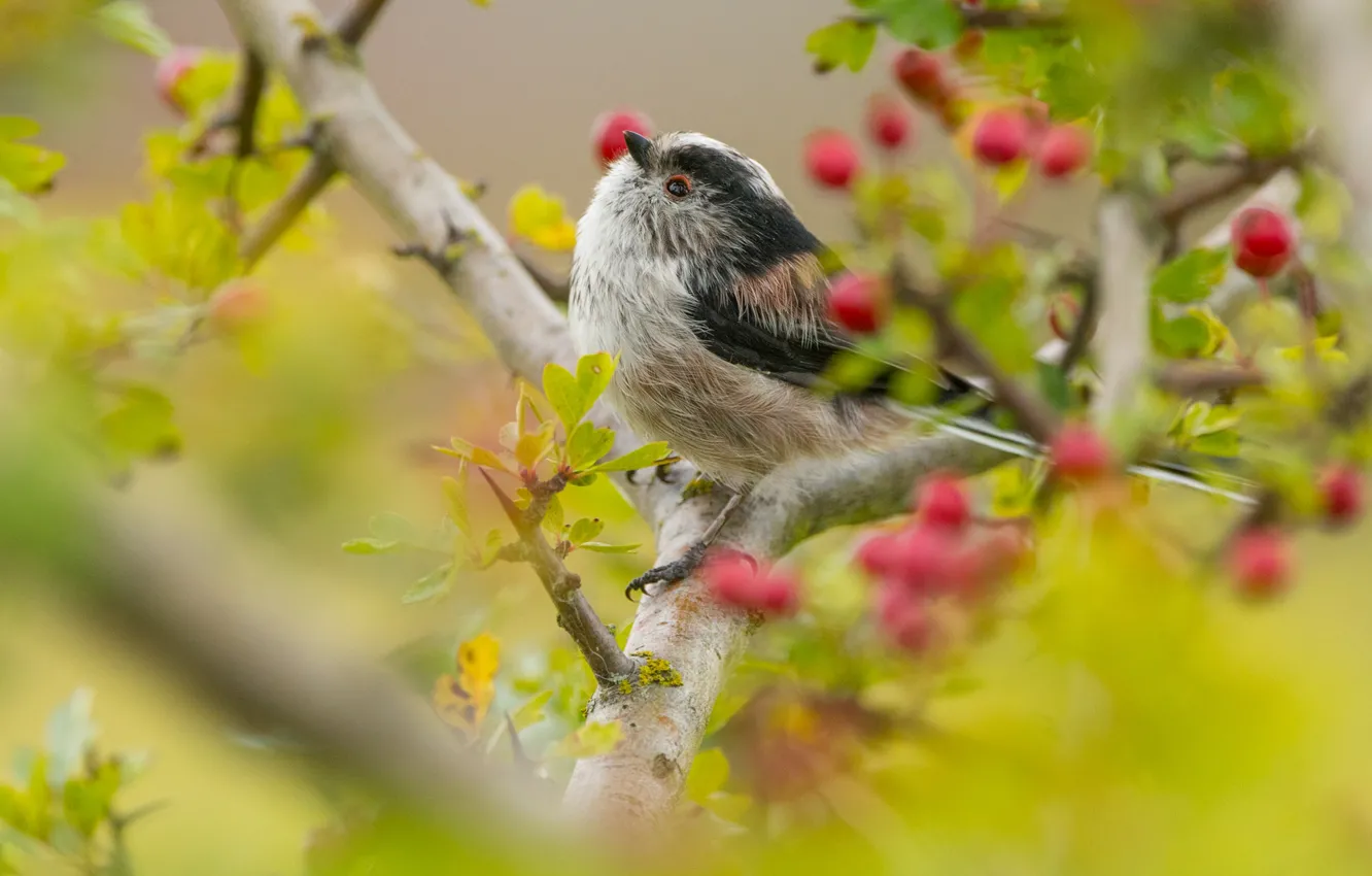 Photo wallpaper look, leaves, trees, branches, yellow, green, berries, background