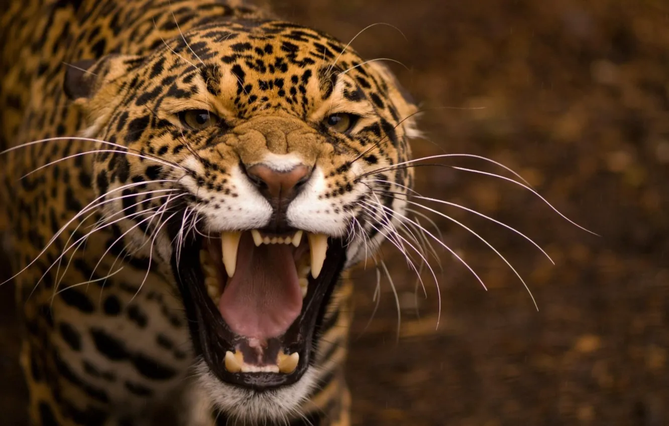 Photo wallpaper animal, big cat, the fierce jaguar