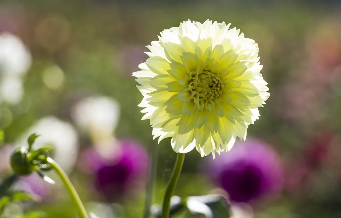 Photo wallpaper flowers, yellow, dahlias