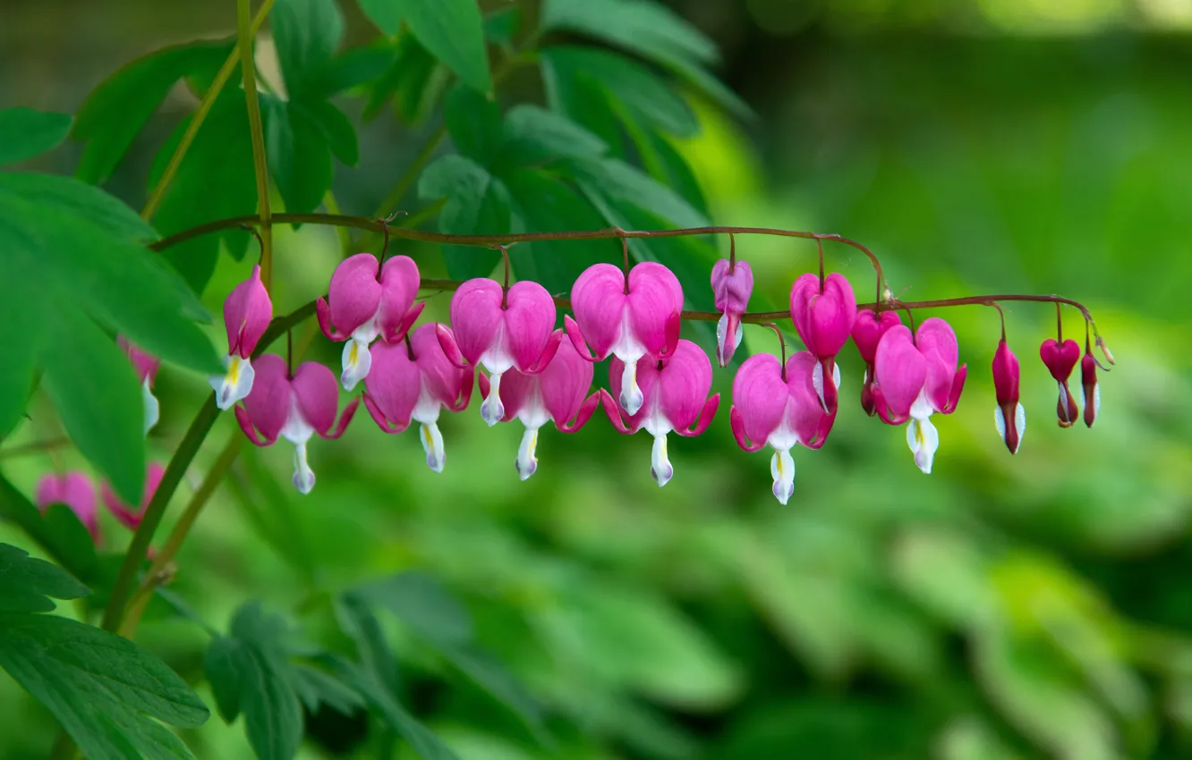 Photo wallpaper greens, leaves, flowers, hearts, pink, the bushes, broken heart, the bleeding heart