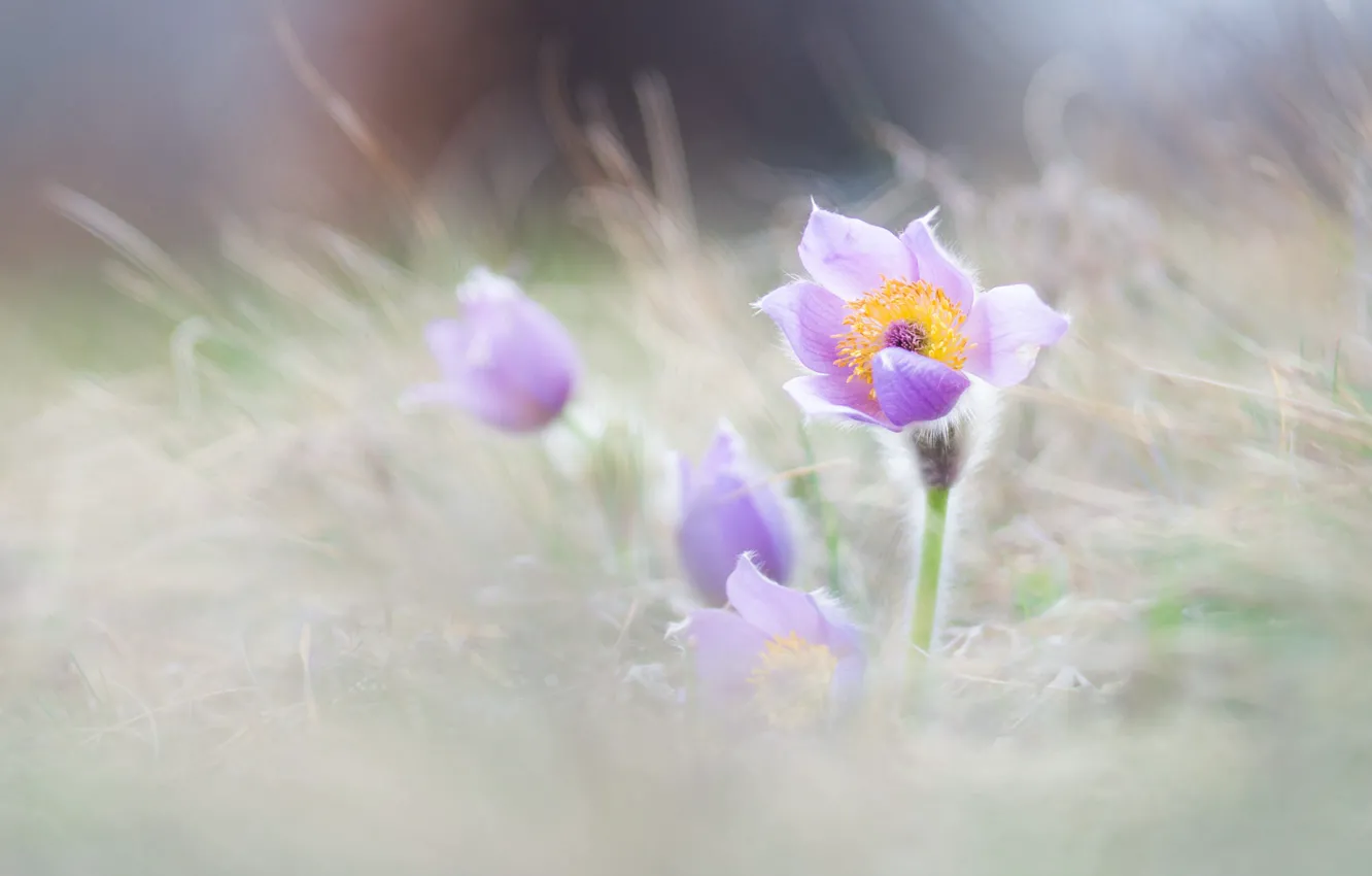 Photo wallpaper grass, flowers, glade, blur, spring, light background, lilac, bokeh