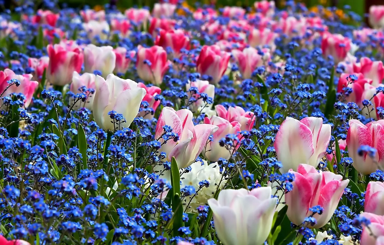 Photo wallpaper spring, tulips, forget-me-nots