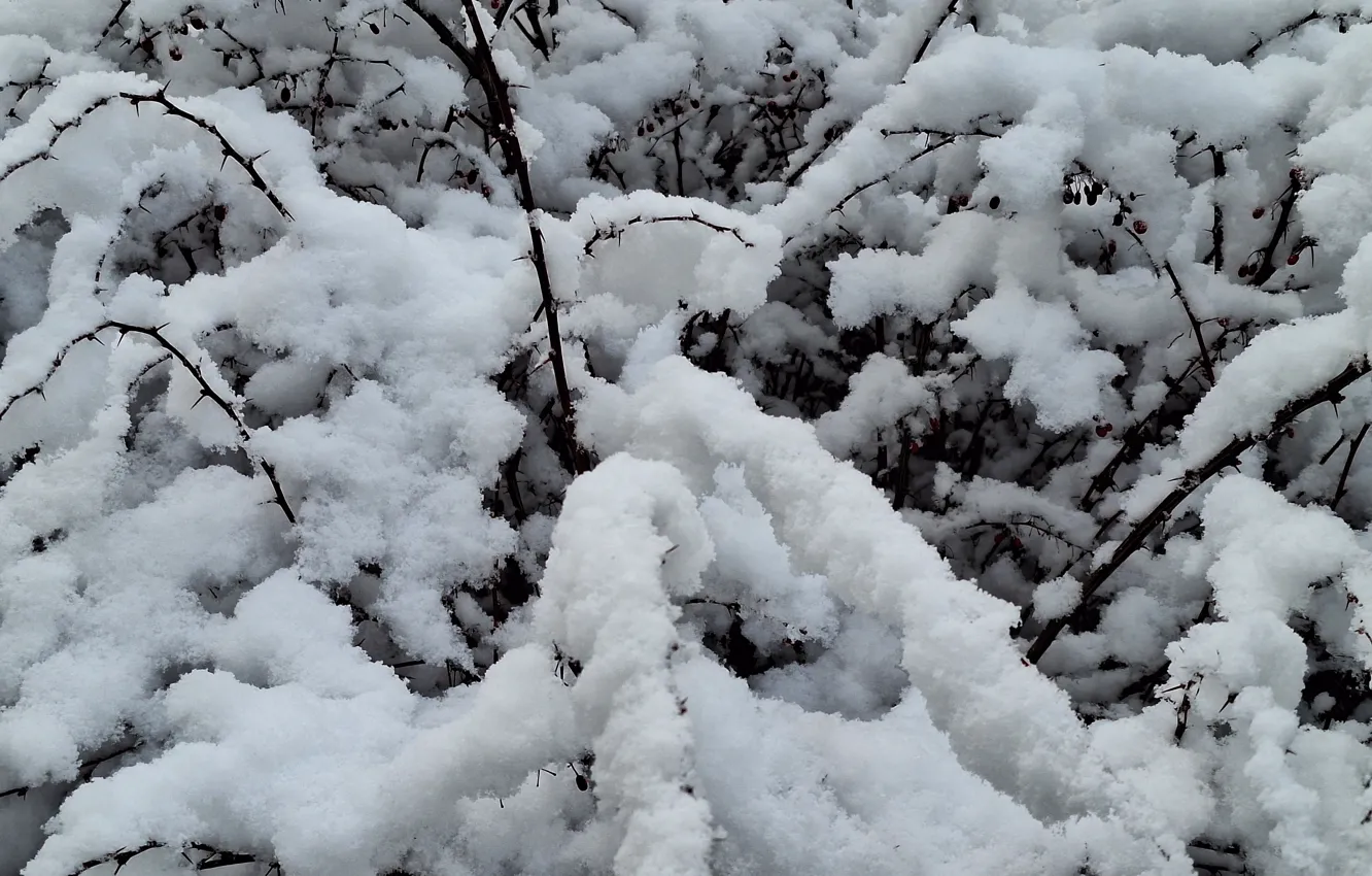 Photo wallpaper Snow, Zima, Krzak